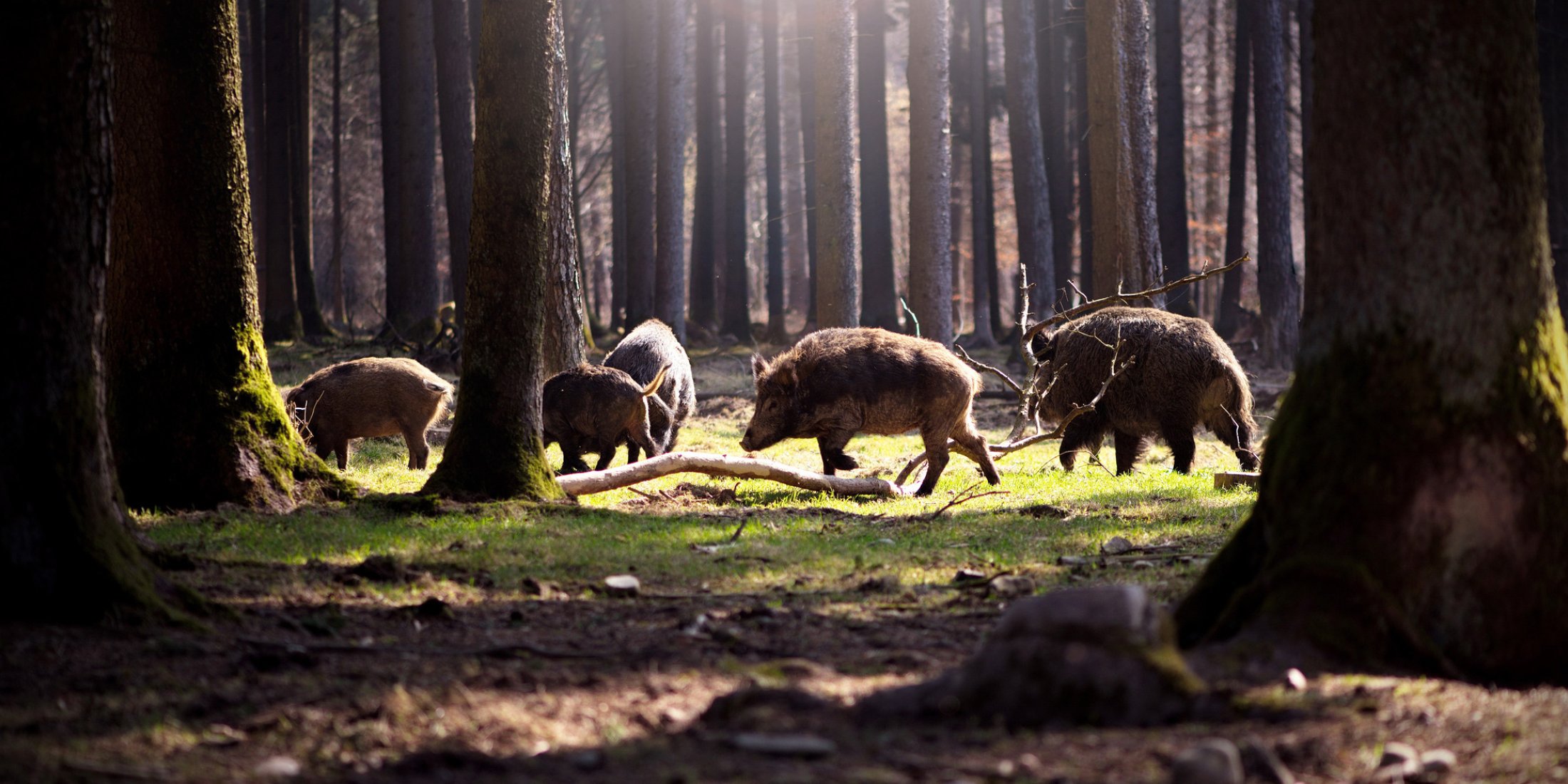 Wildschweine durchstreifen den Wald